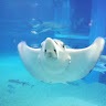 もうこ